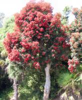 Albums/20060200-New Zealand 2006/20060203-Banks_Akaroa/17